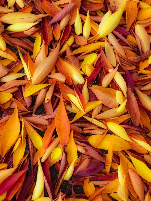 A vivid close-up of colorful fall leaves scattered on the ground.