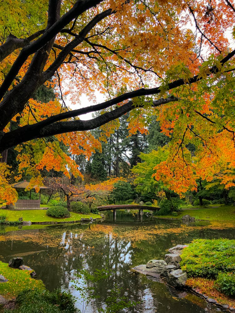 Trees Beside The Pond