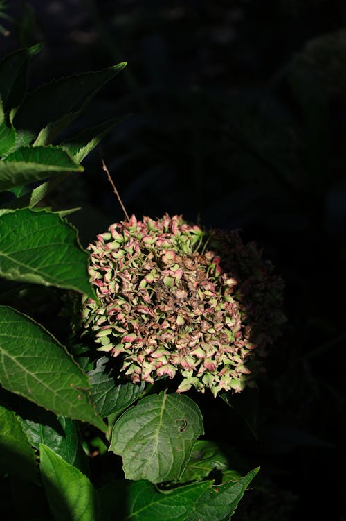 French hydrangea Plant