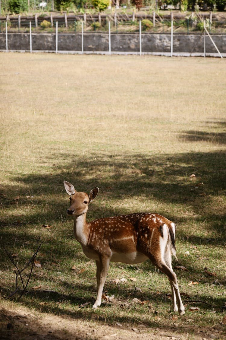 Brown Deer On Green Grass Field