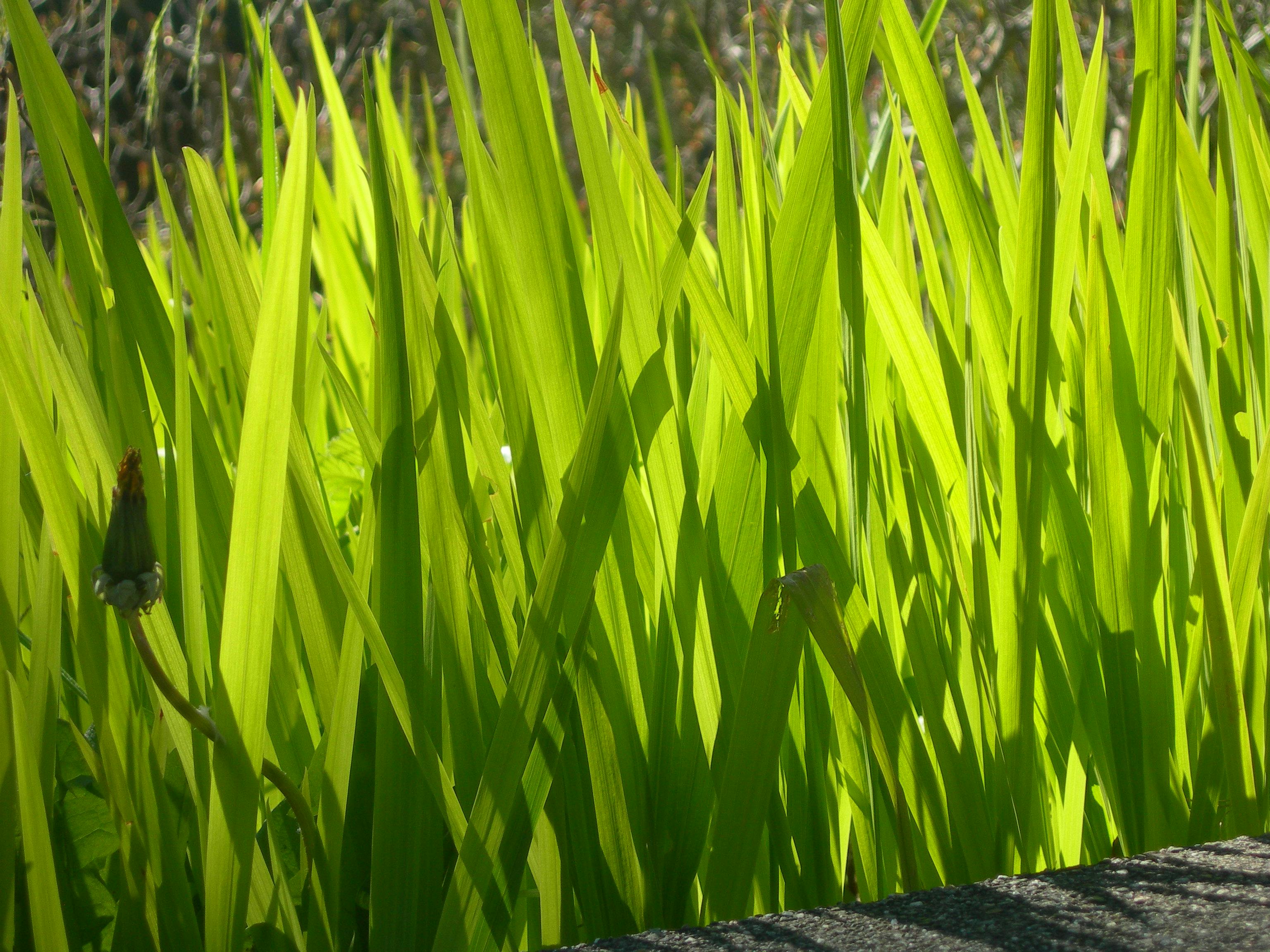 Free stock photo of blades of grass, grass, green
