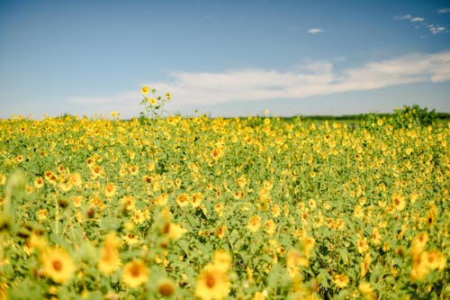 Sunflower Field under the Blue Sky