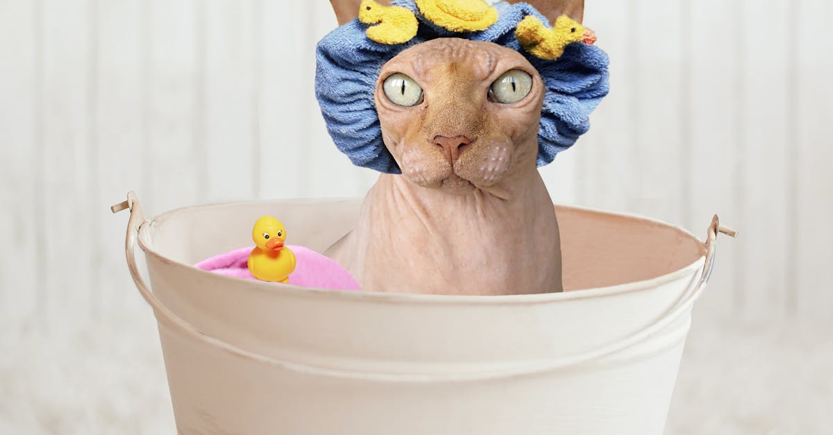 Free stock photo of bath, bathtub, bucket