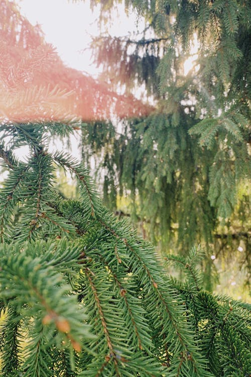 Close-Up Photo of Evergreen Conifer Trees