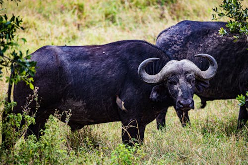 бесплатная Бесплатное стоковое фото с африканский буйвол, большой, дикая природа Стоковое фото