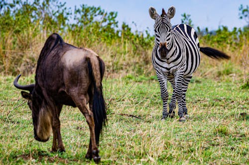 Zebra on a Field · Free Stock Photo