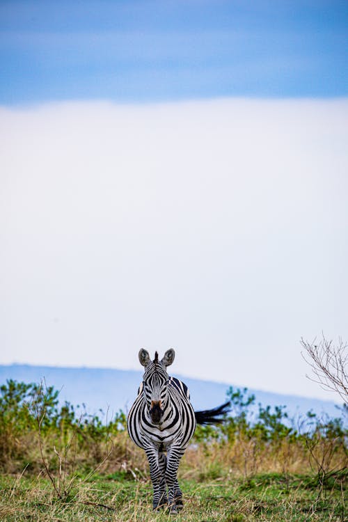 Zebra on a Grass Field 