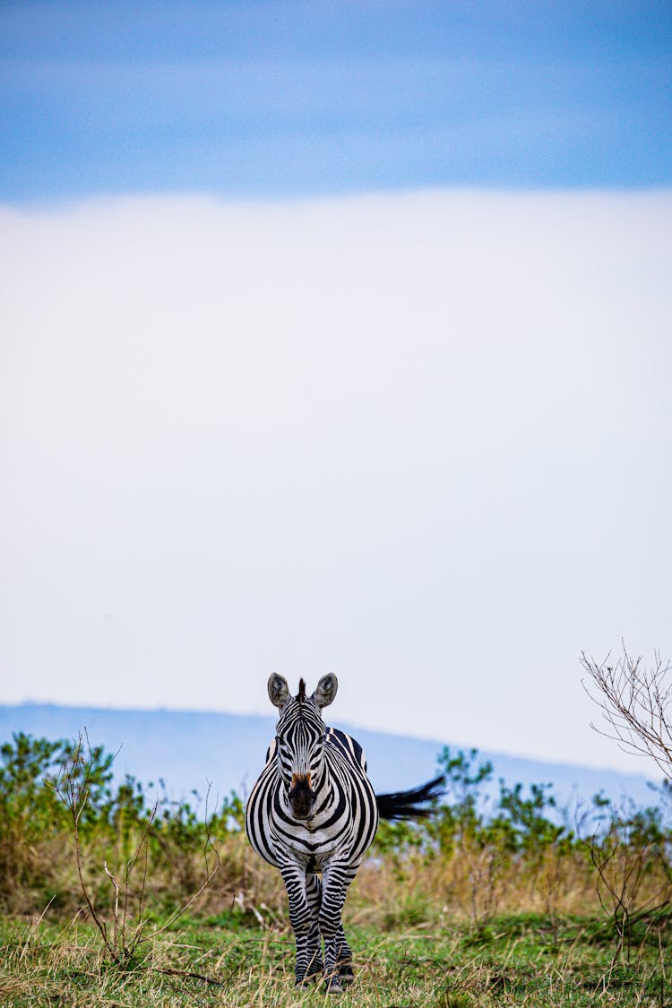 Zebra On A Grass Field 