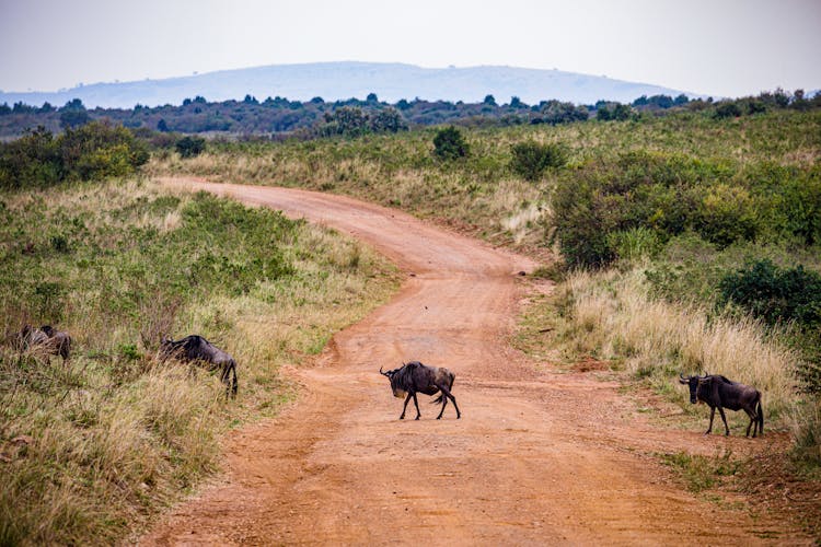 Cattle Crossing Rural Road