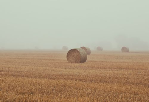 Free A misty rural landscape with hay bales scattered across a harvested field in autumn. Stock Photo