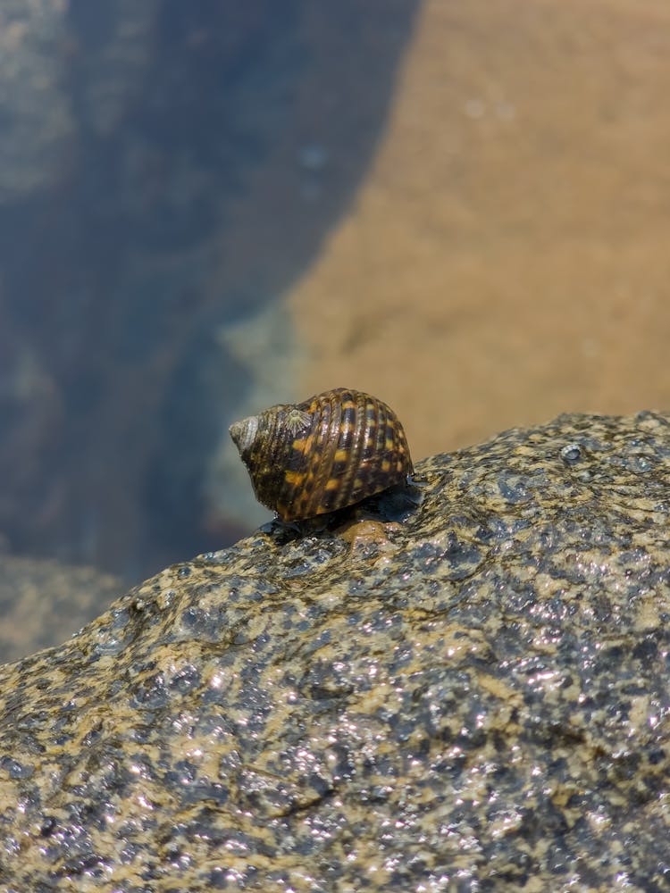 A Snail On The Rock