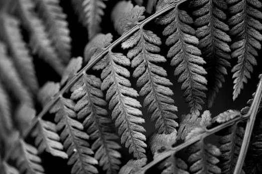 Monochrome close-up of fern leaves displaying intricate natural patterns and textures.
