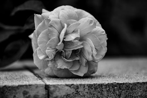 Grayscale Photo of a Garden Rose Flower on Concrete Surface