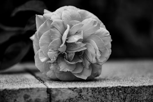 Detailed black-and-white close-up of a blooming garden rose on concrete.