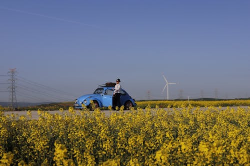 Gratis stockfoto met akkers, blauwe vintage auto, bloeiend