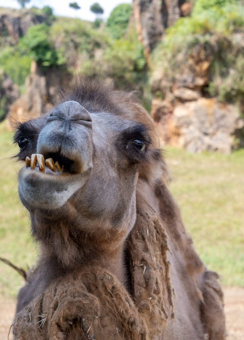 Kostenloses Stock Foto zu arabian kamel, kopfschuss, nahansicht