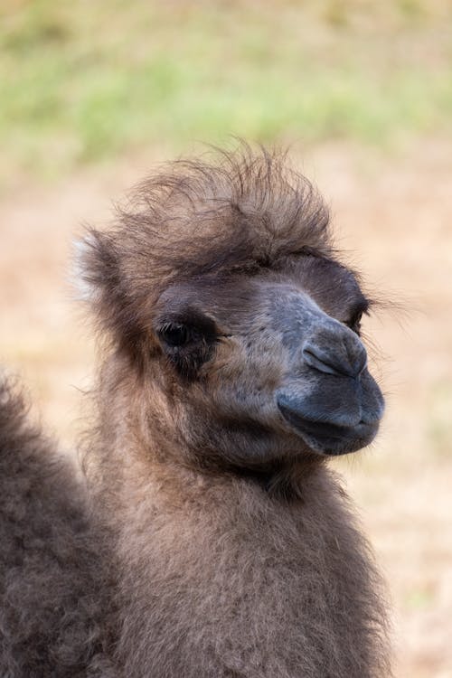 Kostenloses Stock Foto zu arabian kamel, kamel, nahansicht