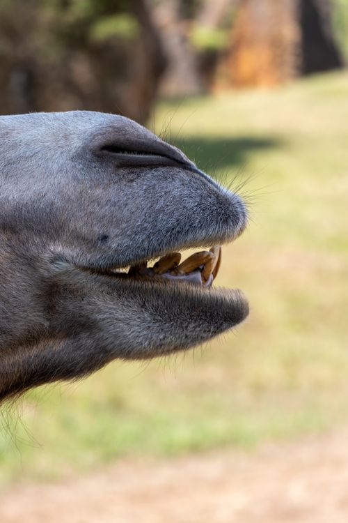 Free Detailed side view of a camel's mouth showing teeth prominently. Stock Photo