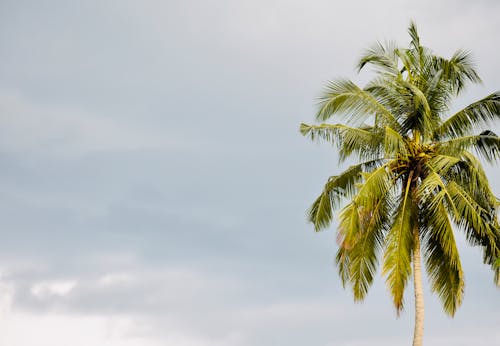 Fotobanka s bezplatnými fotkami na tému kokosová palma, modrá obloha, tropický