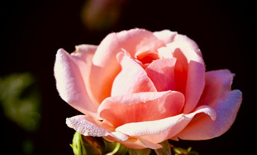 Close-Up Shot of a Blooming Garden Rose