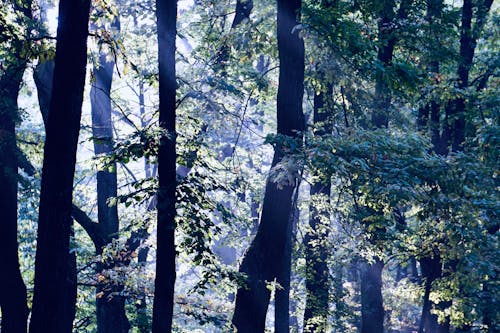 Imagine de stoc gratuită din arbori veșnic verzi, codru, copaci înalți