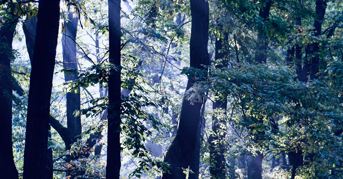 Cómo Mejorar Tu Bienestar Mental a Través de la Naturaleza