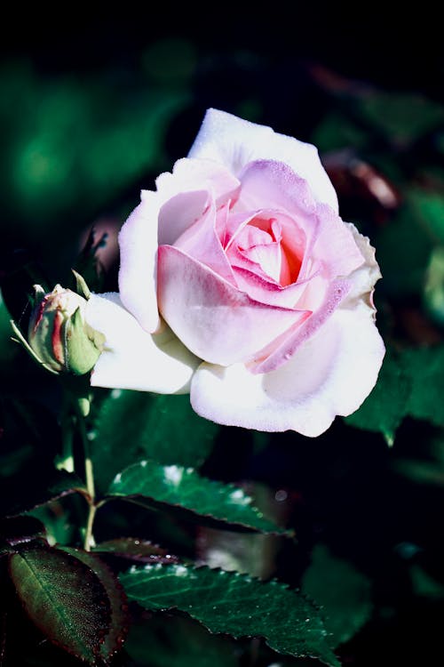 Pink Garden Roses with Green Leaves