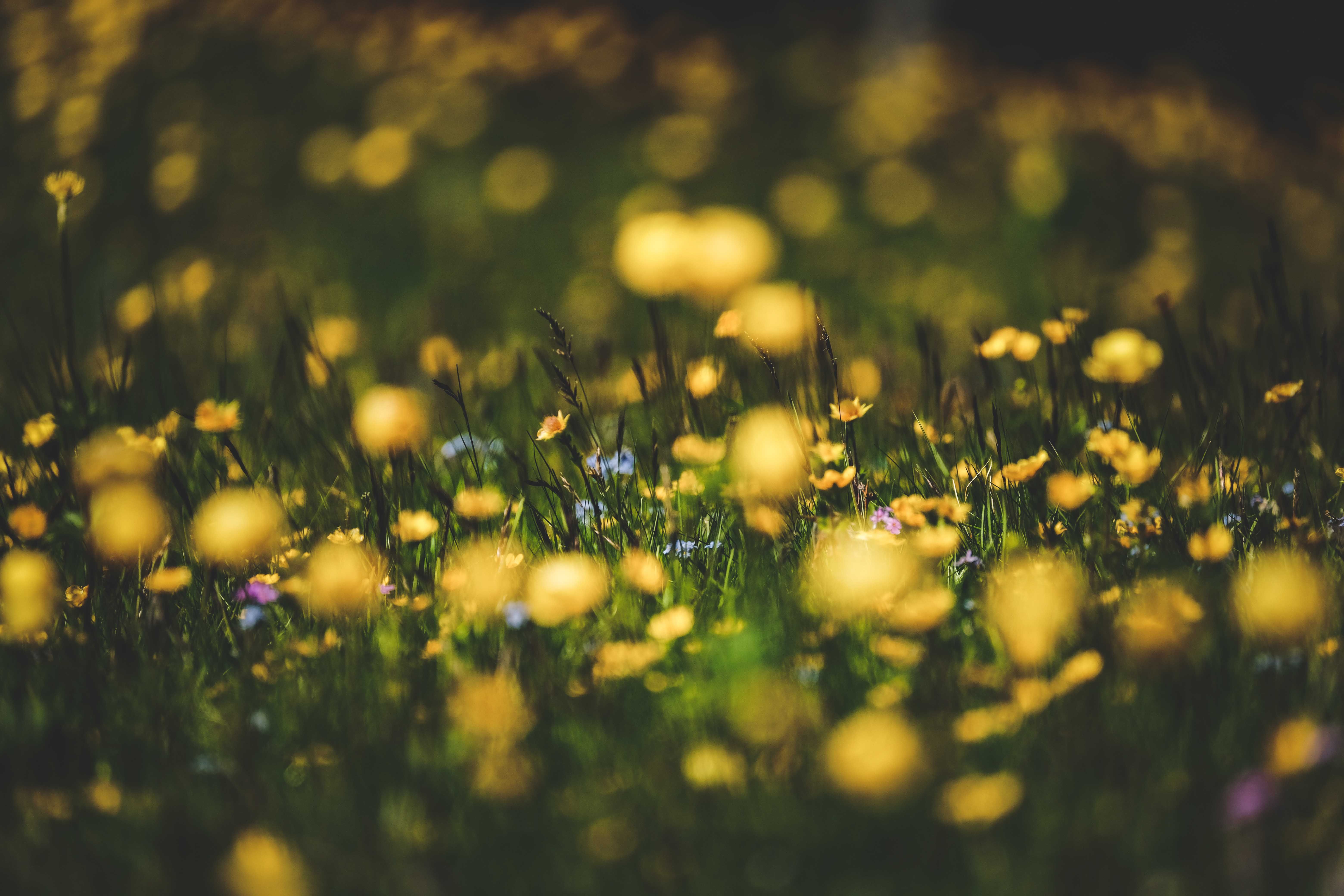A scenic view of yellow flowers blooming in a lush green meadow during springtime.