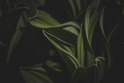 bitki, bitki örtüsü, doku içeren Ücretsiz stok fotoğraf