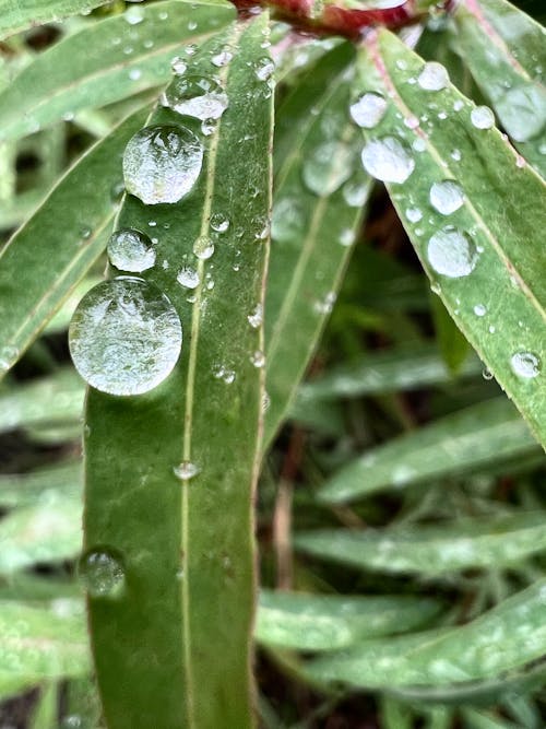 bitki, düşürmek, yağmur içeren Ücretsiz stok fotoğraf