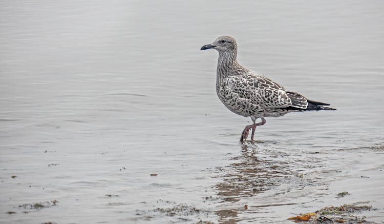 Close-up Of A Bird On The Water