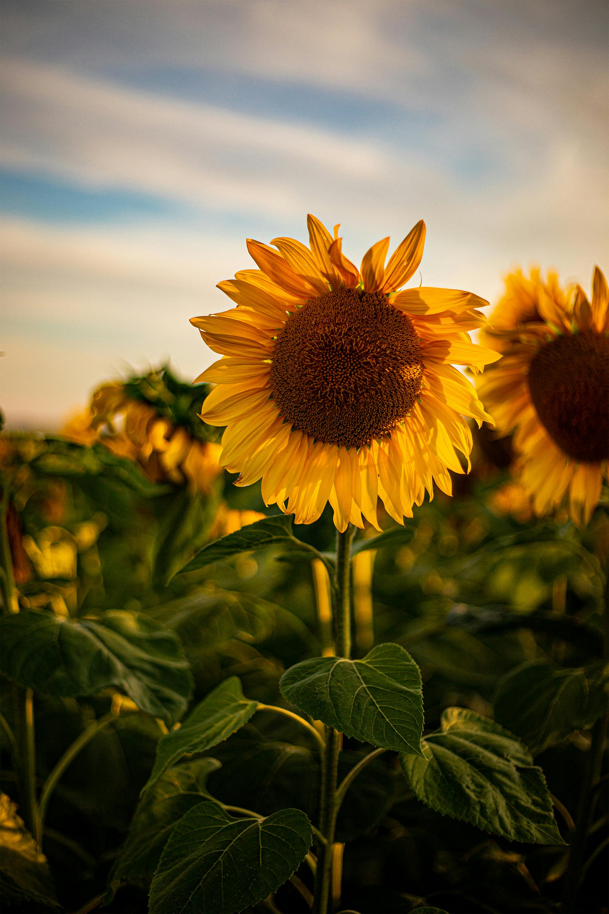 Shallow Focus Photography of Yellow Sunflower Field Under Sunny Sky ...