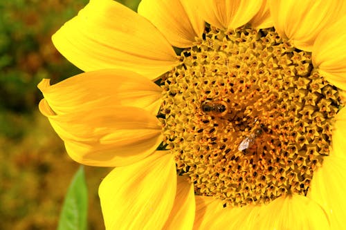 Základová fotografie zdarma na téma fotografování hmyzem, hmyz, krásná květina
