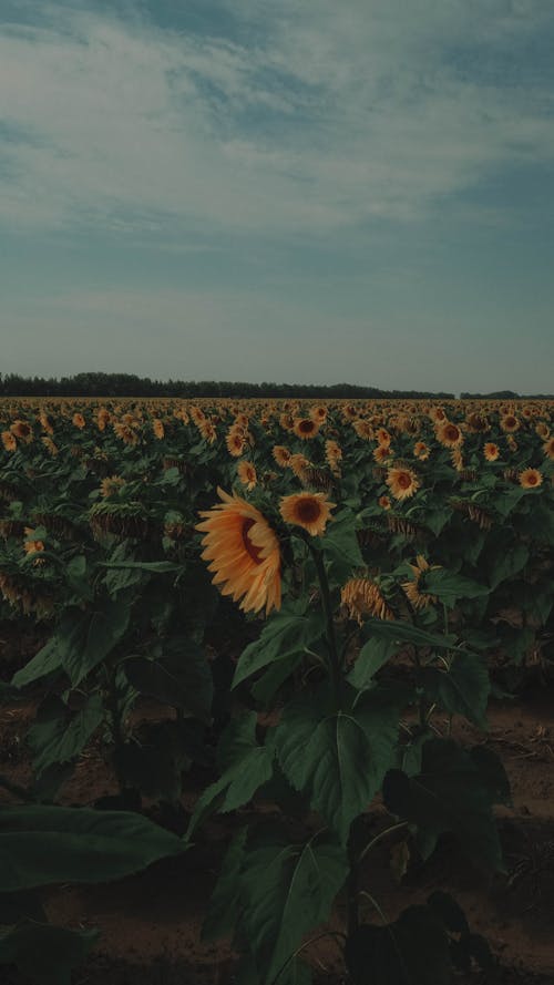 Gratis stockfoto met hemel, plantage, veld zonnebloemen