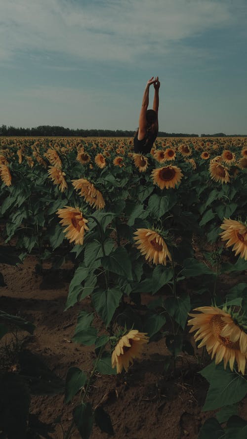 Základová fotografie zdarma na téma obloha, osoba, plantáž