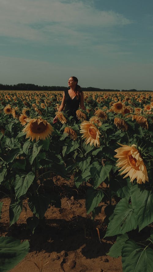 Photos gratuites de champ de fleurs, ciel bleu, femme