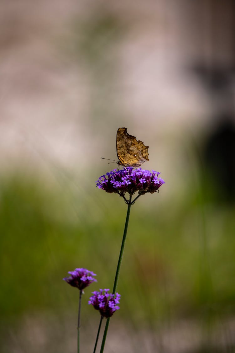 A Butterfly On The Verbena Bonariensis