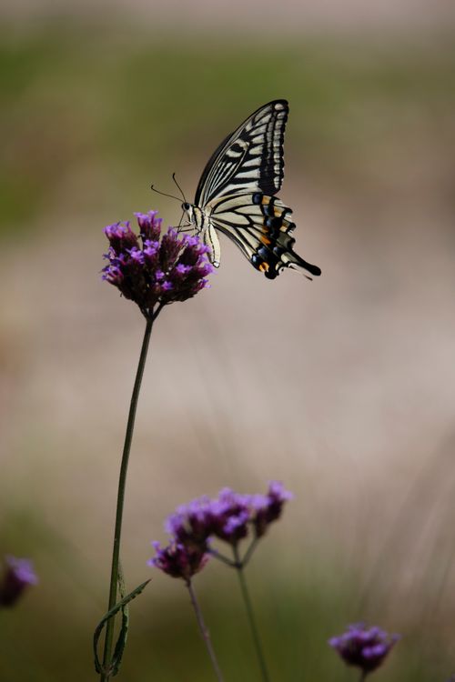 Free Beautiful butterfly on purple flower with blurred background, in Goseong-gun, South Korea. Stock Photo