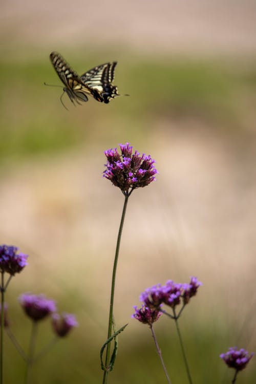 Free Swallowtail Butterfly Flying Over Purple Flowers Stock Photo