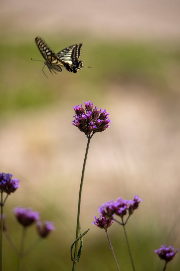 Swallowtail Butterfly Flying Over Purple Flowers