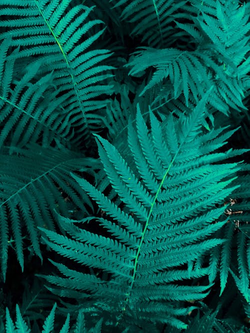 Close-Up Shot of Green Fern Leaves