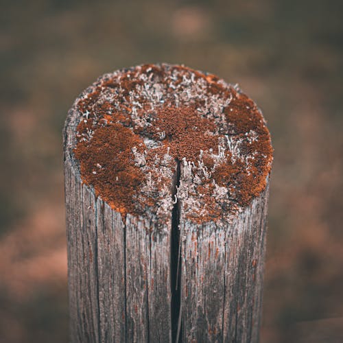 Photos gratuites de brun, bûche de bois, couvert de mousse