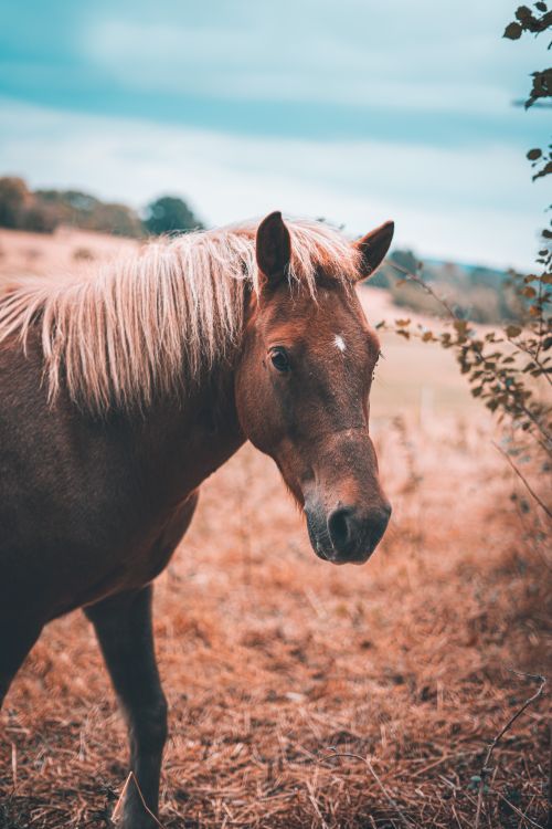 Free A beautiful brown horse with a flowing mane standing in a rustic countryside landscape. Stock Photo