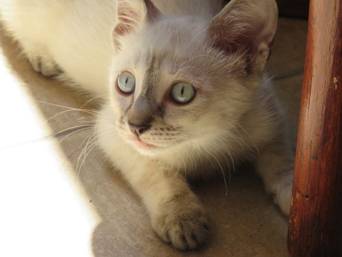Free white cat Stock Photo