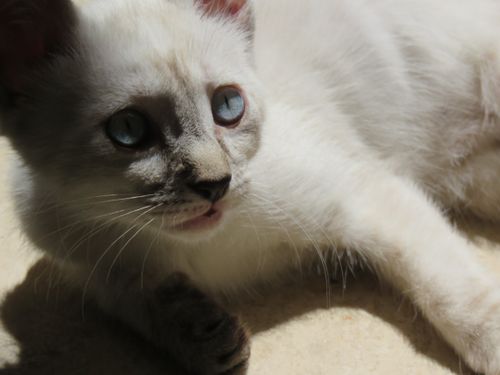 Free white cat Stock Photo