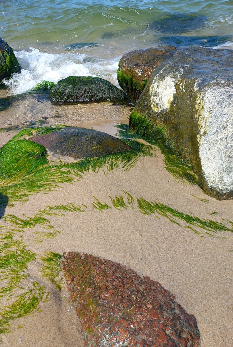 Seaweeds On The Sandy Shore With Big Rocks