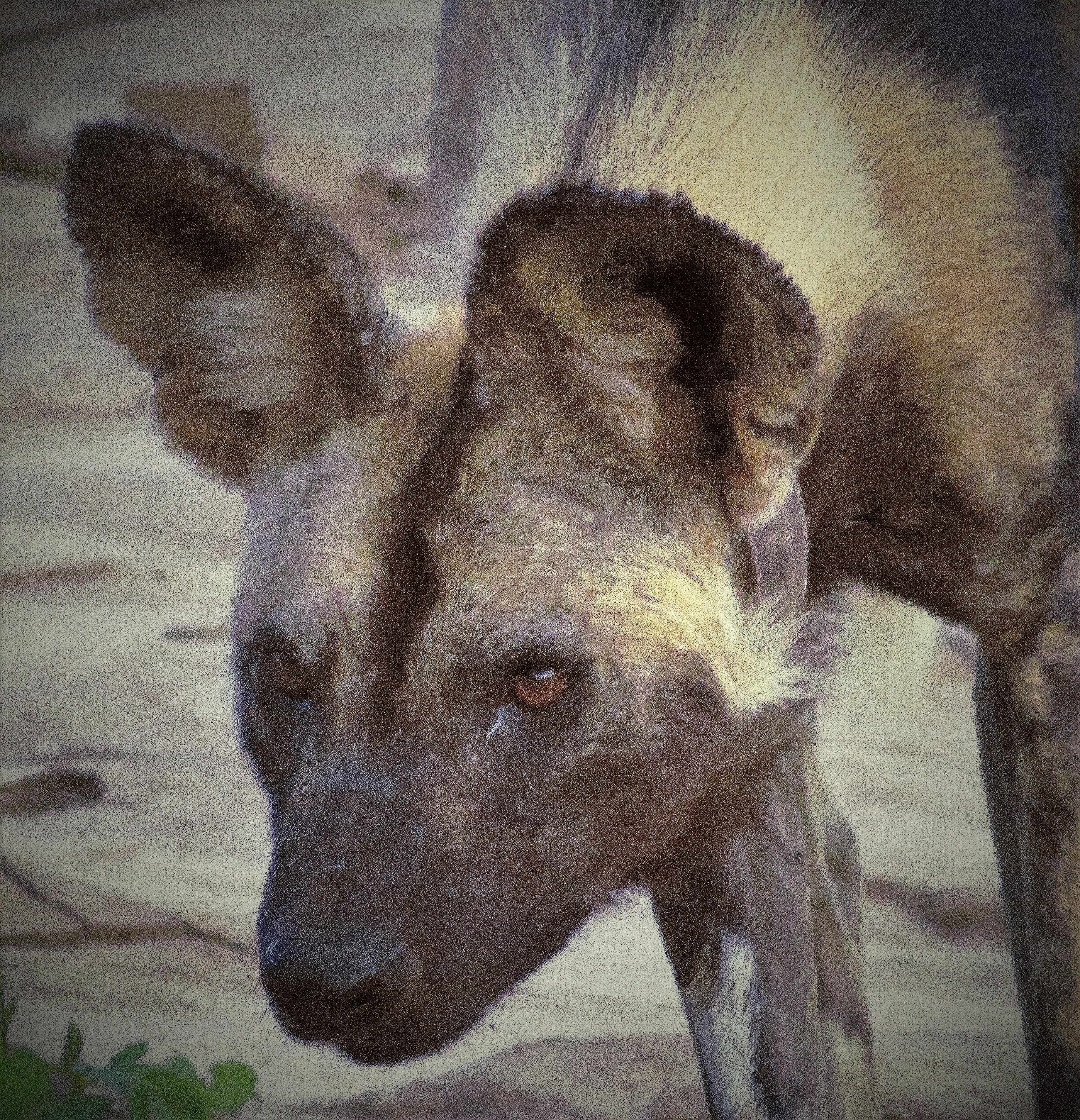 Free stock photo of african wild dog, painted hunting dog