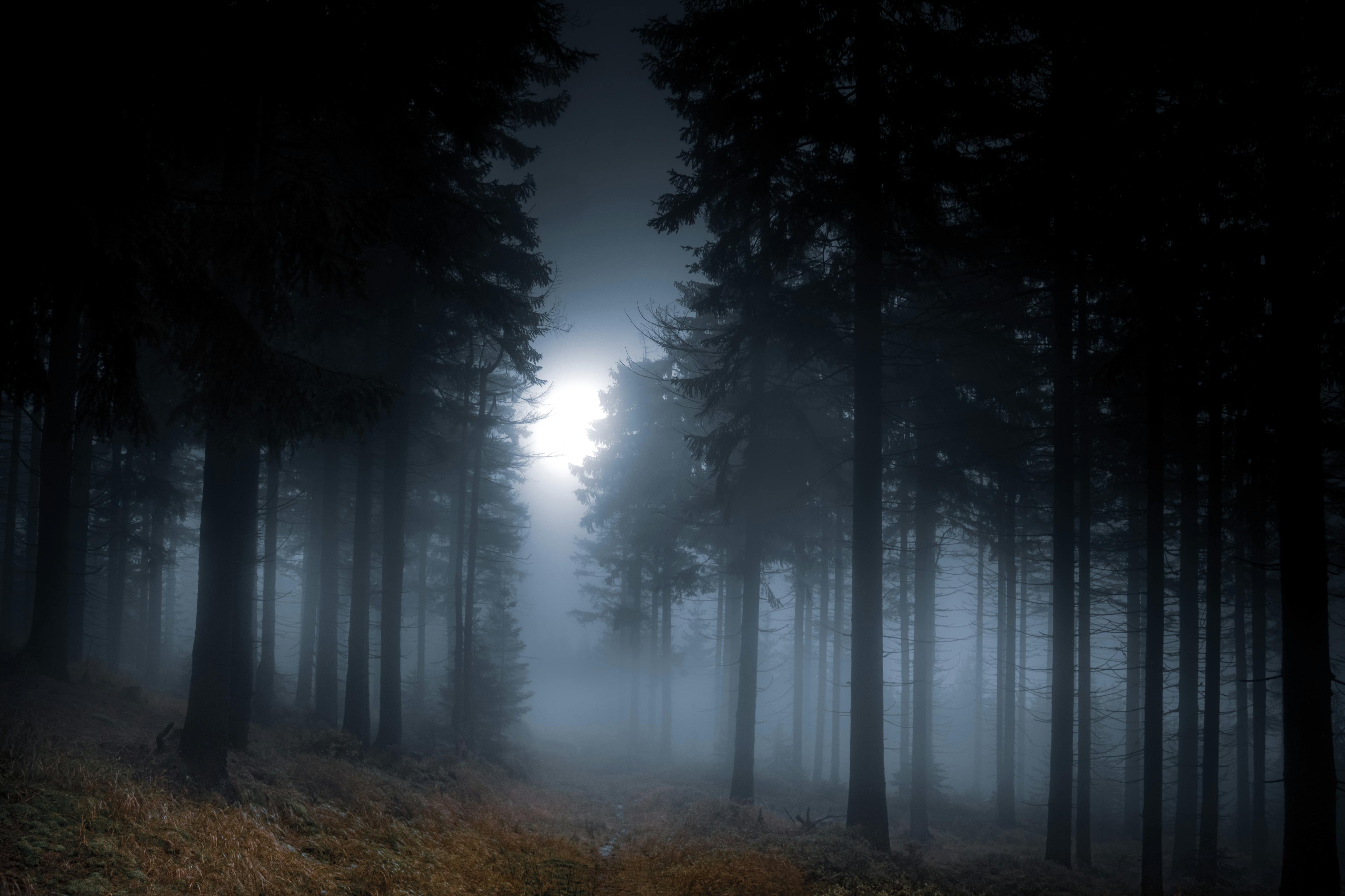 Foggy Forest · Free Stock Photo