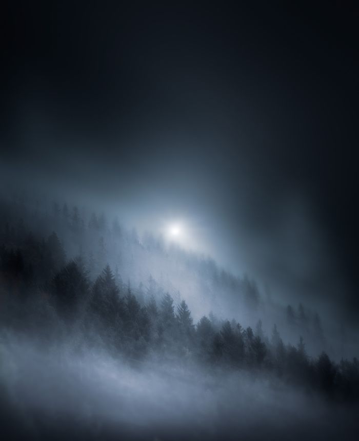 Fog drifting through a stand of pines at dusk — photo by Felix Richter on Pexels