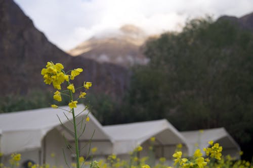 Free stock photo of tents